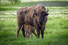 Bizoni în Rezervația Valea Zimbrilor Vama Buzăului